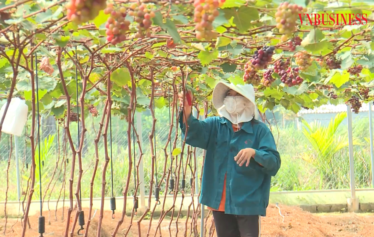 Các HTX có đóng góp tích cực trong xóa đói giảm nghèo ở Nghệ An.