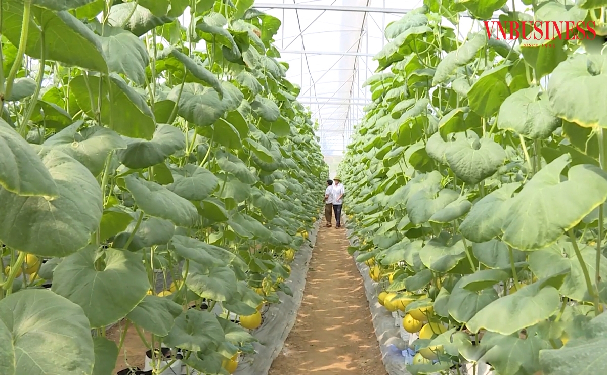 Các HTX đang đóng góp tích cực vào quá trình xóa đói giảm nghèo ở Thanh Hóa.