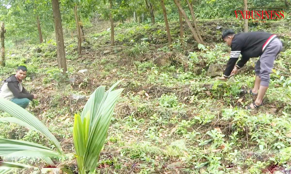 Dược liệu dưới tán rừng đang là mô hình giàu tiềm năng ở Quảng Ngãi.