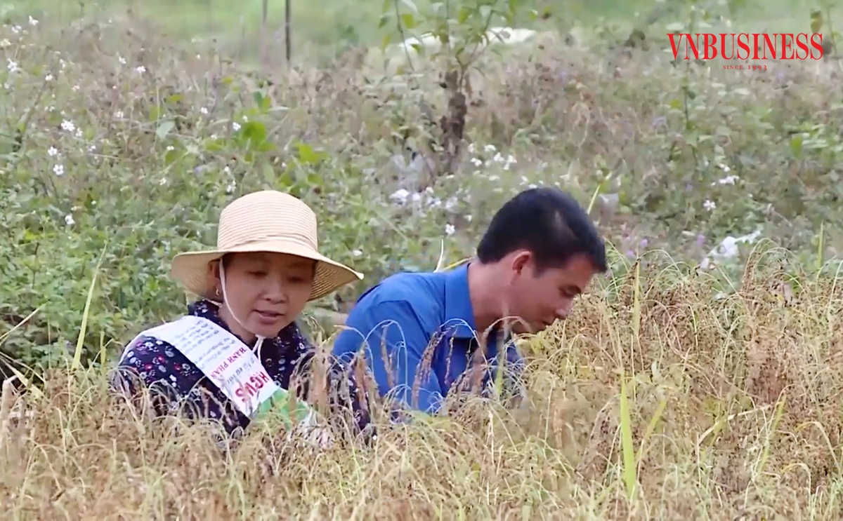 Hiệu quả từ các cây trồng thế mạnh là điểm tựa xóa nghèo ở Thanh Hóa.