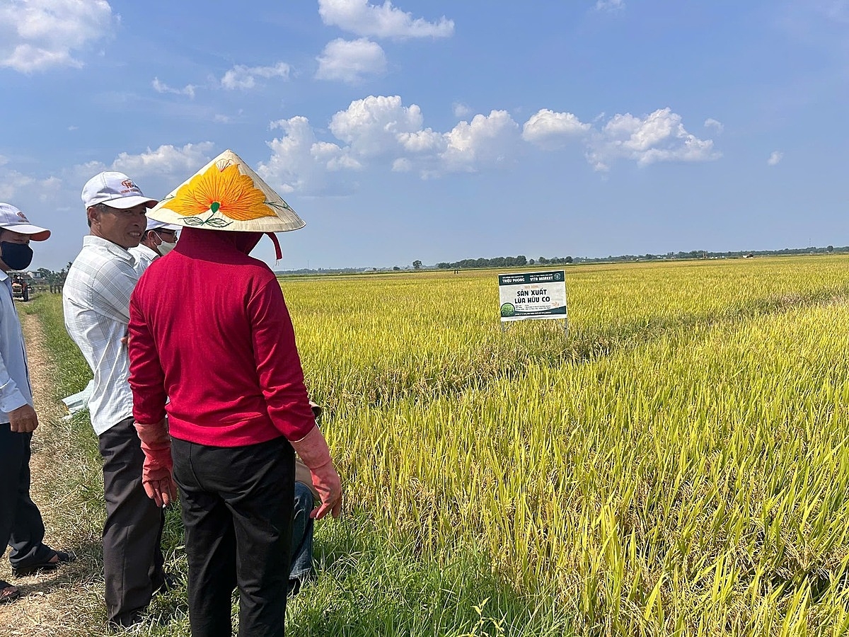 HTX giúp người dân thoát nghèo nhờ sản xuất theo quy trình và quy mô lớn.