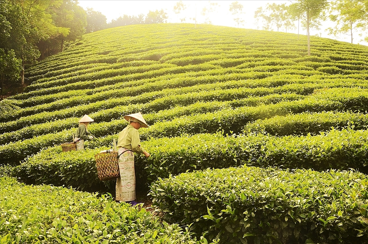 Sản xuất quy mô lớn thúc đẩy giảm nghèo.