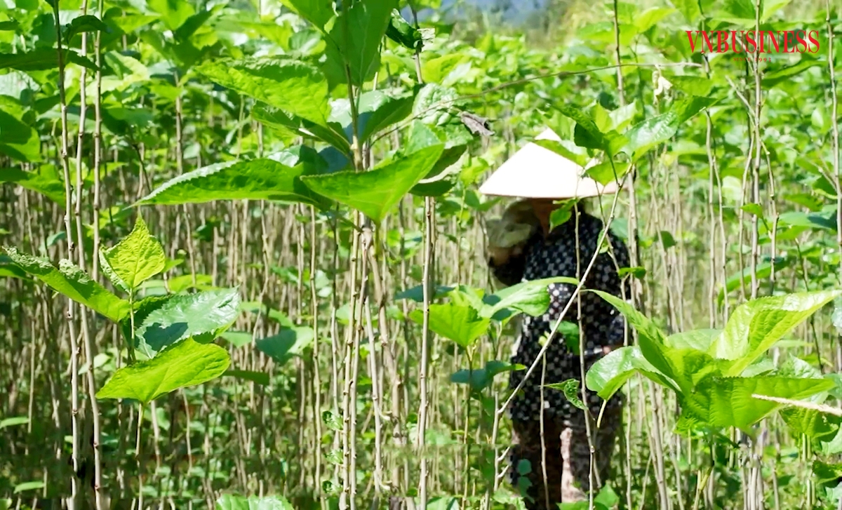 Những nông sản thế mạnh như dâu tằm đang giúp nông dân, HTX ở Cao Bằng thoát nghèo.