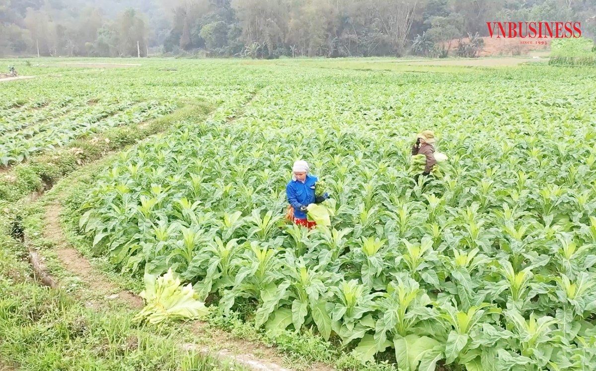 Các HTX đang đóng góp tích cực trong xóa đói giảm nghèo tại tỉnh Cao Bằng.