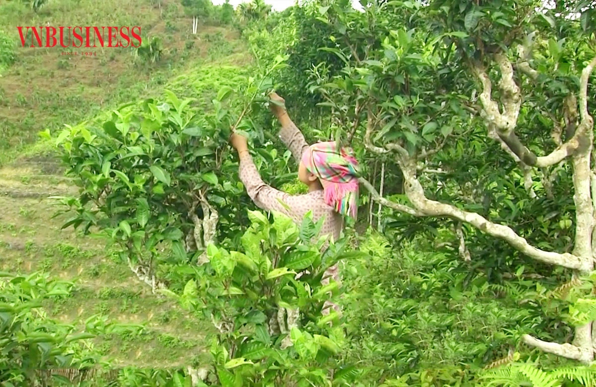 Chuyển biến trong tư duy sản xuất giúp nông dân, HTX ở Lào Cai nâng cao thu nhập.