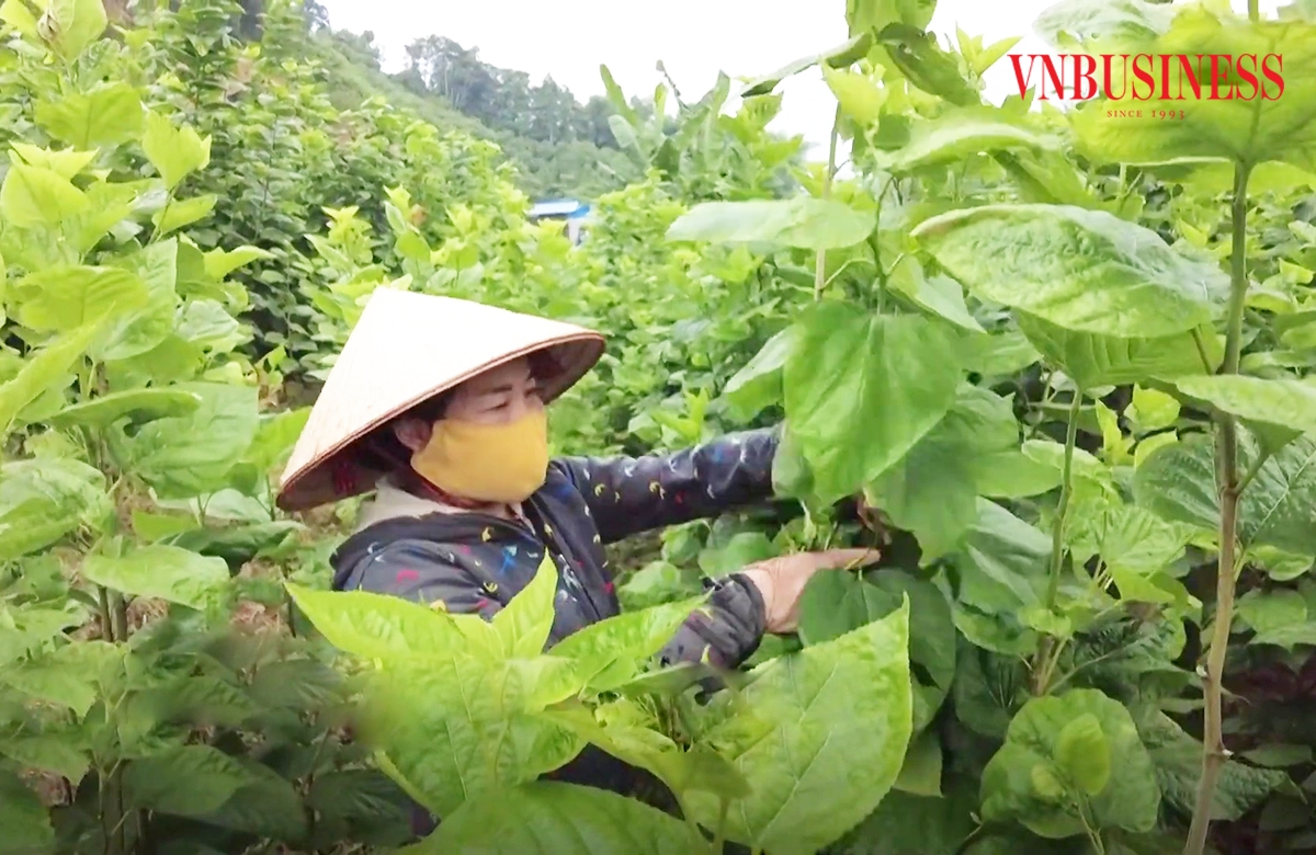 Các HTX đang đóng vai trò tích cực trong xóa đói giảm nghèo ở Lào Cai.