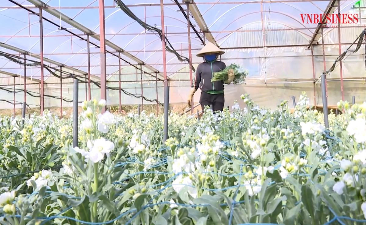Nghề trồng hoa mang lại hiệu quả kinh tế cao ở Lâm Đồng.