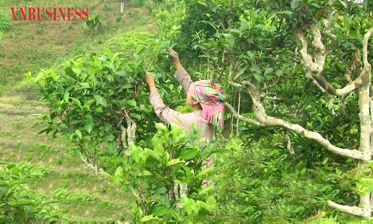 HTX làm đòn bẩy giúp nông dân Lào Cai thoát nghèo bền vững