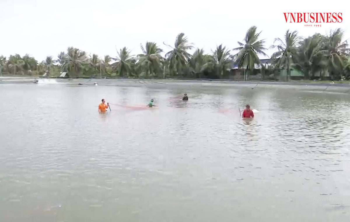Vào HTX giúp nông dân nâng cao giá trị sản xuất.