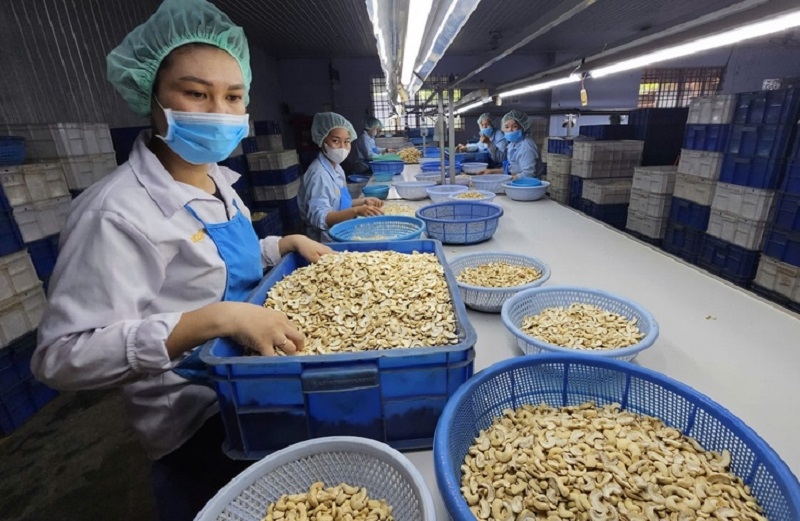 Trong 10 tháng năm 2025, Việt Nam nhập 2,6 triệu tấn hạt điều thô, trị giá 4,01 tỷ USD, tăng 13,8% về lượng và 38,1% về giá trị so với cùng kỳ năm ngoái.