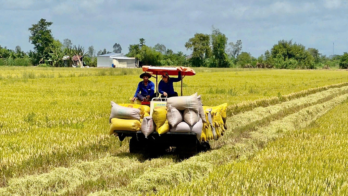 Bảo hiểm thiệt hại cây lúa: “Tấm lá chắn” giúp nông dân ĐBSCL an tâm bám ruộng.