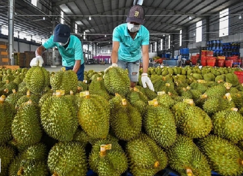 Hiện Việt Nam có 24 phòng kiểm nghiệm được Trung Quốc công nhận, năng lực khoảng 3.200 mẫu mỗi ngày.