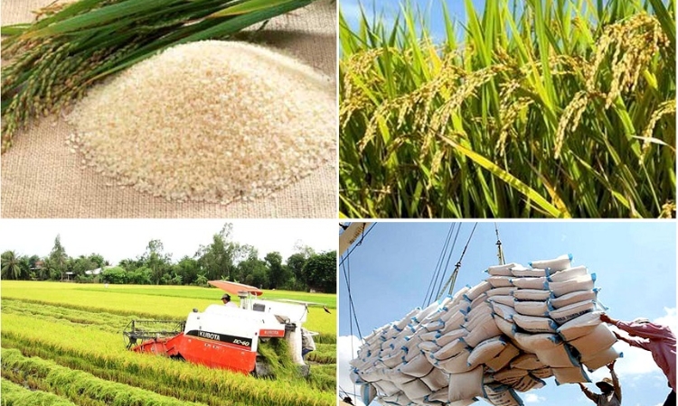 Nông sản Việt góp phần quan trọng vào chuỗi cung ứng lương thực, thực phẩm toàn cầu