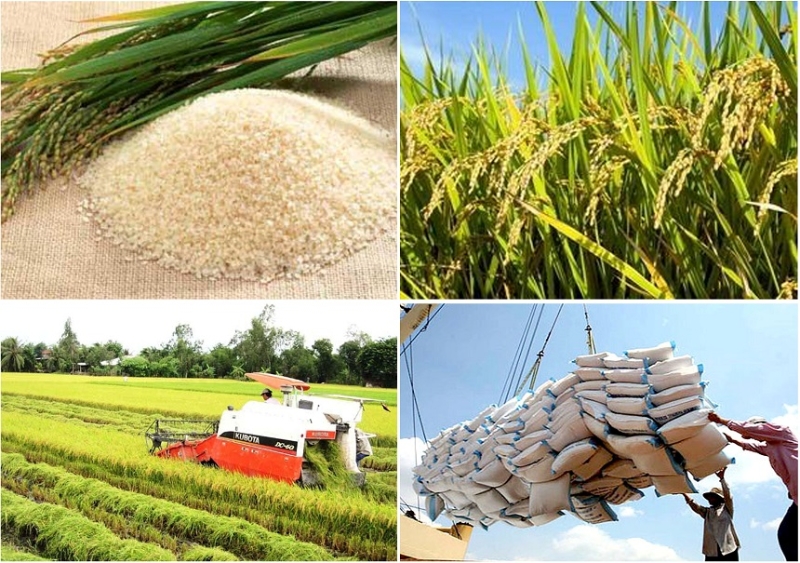 Nông sản Việt góp phần quan trọng vào chuỗi cung ứng lương thực, thực phẩm toàn cầu
