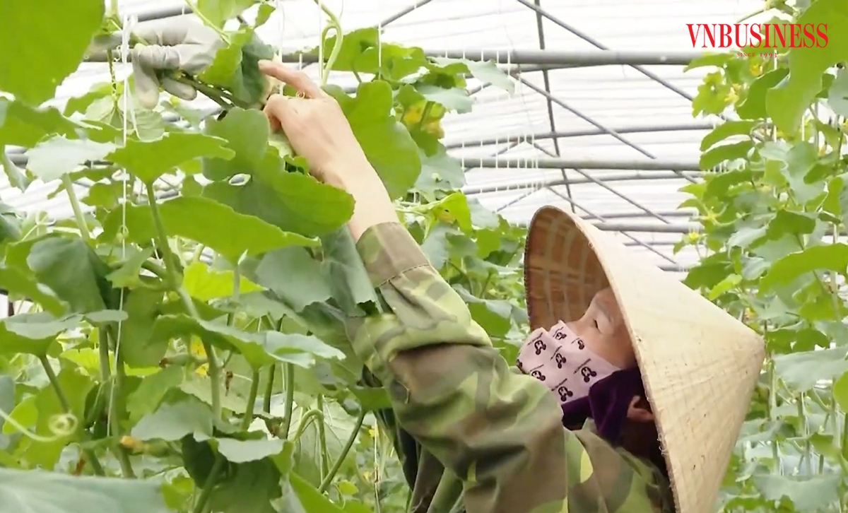 Chuyển đổi sản xuất là chìa khóa trong xây dựng nông thôn mới ở Nghệ An.