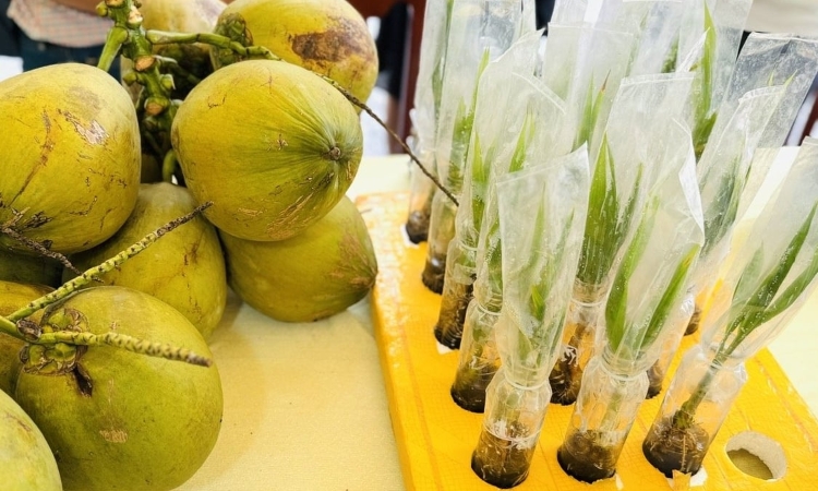 2 triệu tấn dừa mỗi năm, Việt Nam tăng tốc xây dựng hệ sinh thái dừa an toàn