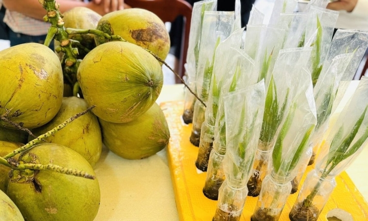 2 triệu tấn dừa mỗi năm, Việt Nam tăng tốc xây dựng hệ sinh thái dừa an toàn