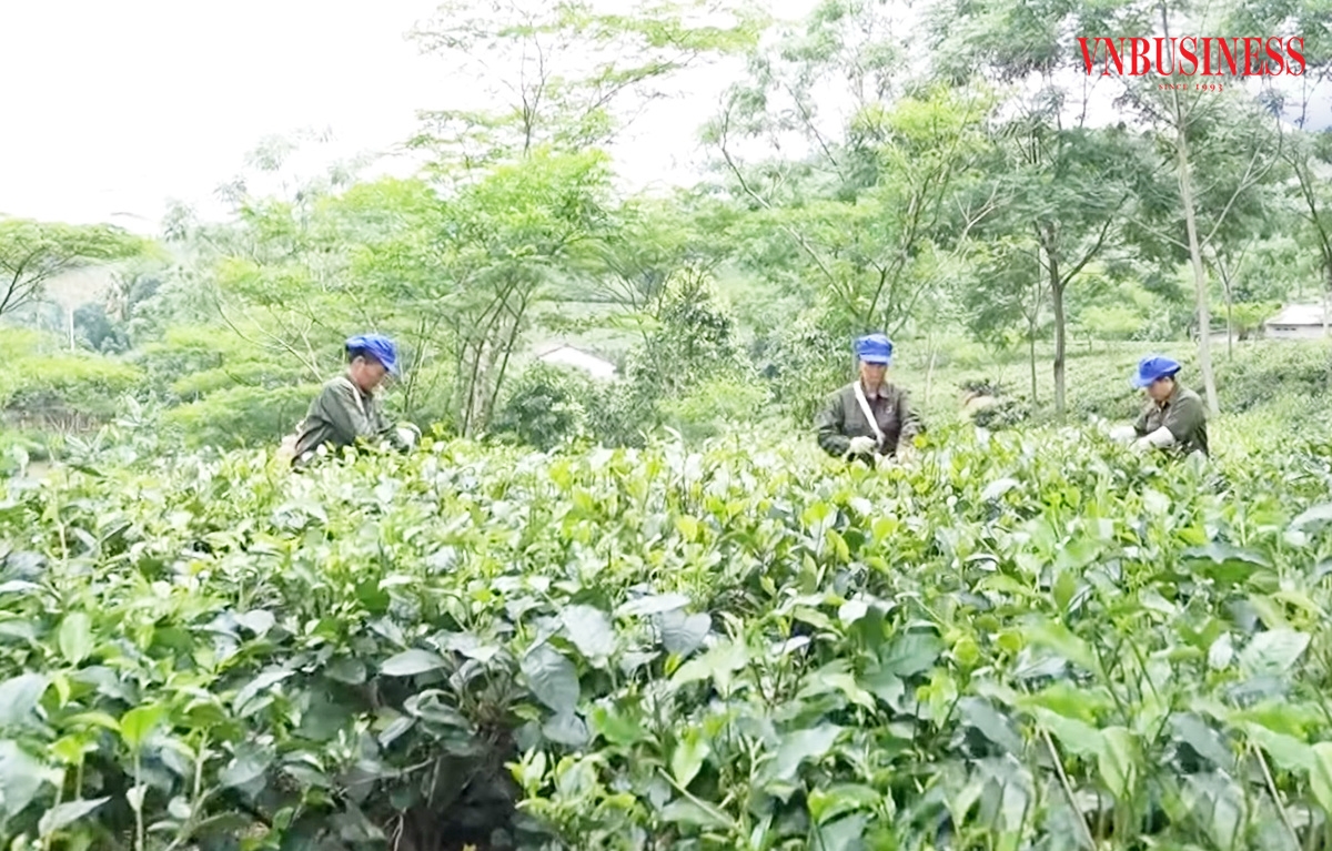 Các HTX đang đóng góp tích cực trong xây dựng nông thôn mới ở Phú Thọ.