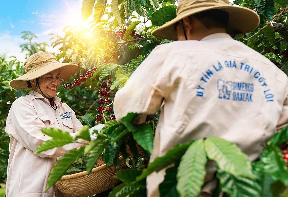 Công nhân Công ty Simexco Đắk Lắk đang thu hoạch cà phê.