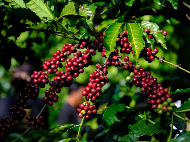 Vườn cà phê Robusta tại Buôn Ma Thuột, tỉnh Đắk Lắk.