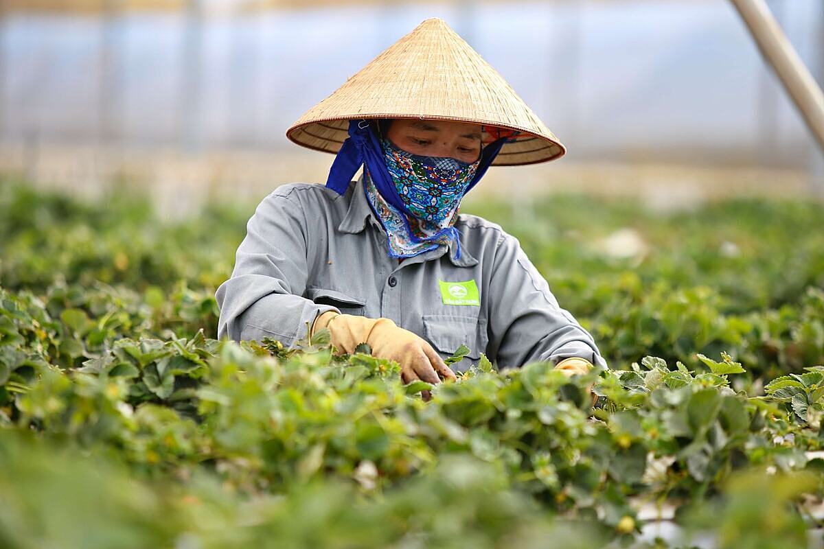 Dù HTX đóng góp quan trọng vào nền kinh tế, nhưng theo thống kê có đến gần 70% HTX gặp khó khăn khi tiếp cận vốn ngân hàng.