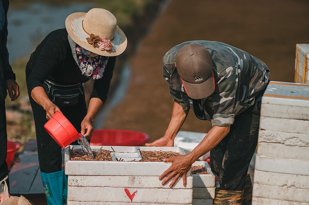 Hiện xã Hà Đông có khoảng 200 hộ tham gia khai thác rươi với tổng diện tích hơn 60 ha &lpar;ảnh minh họa&rpar;.