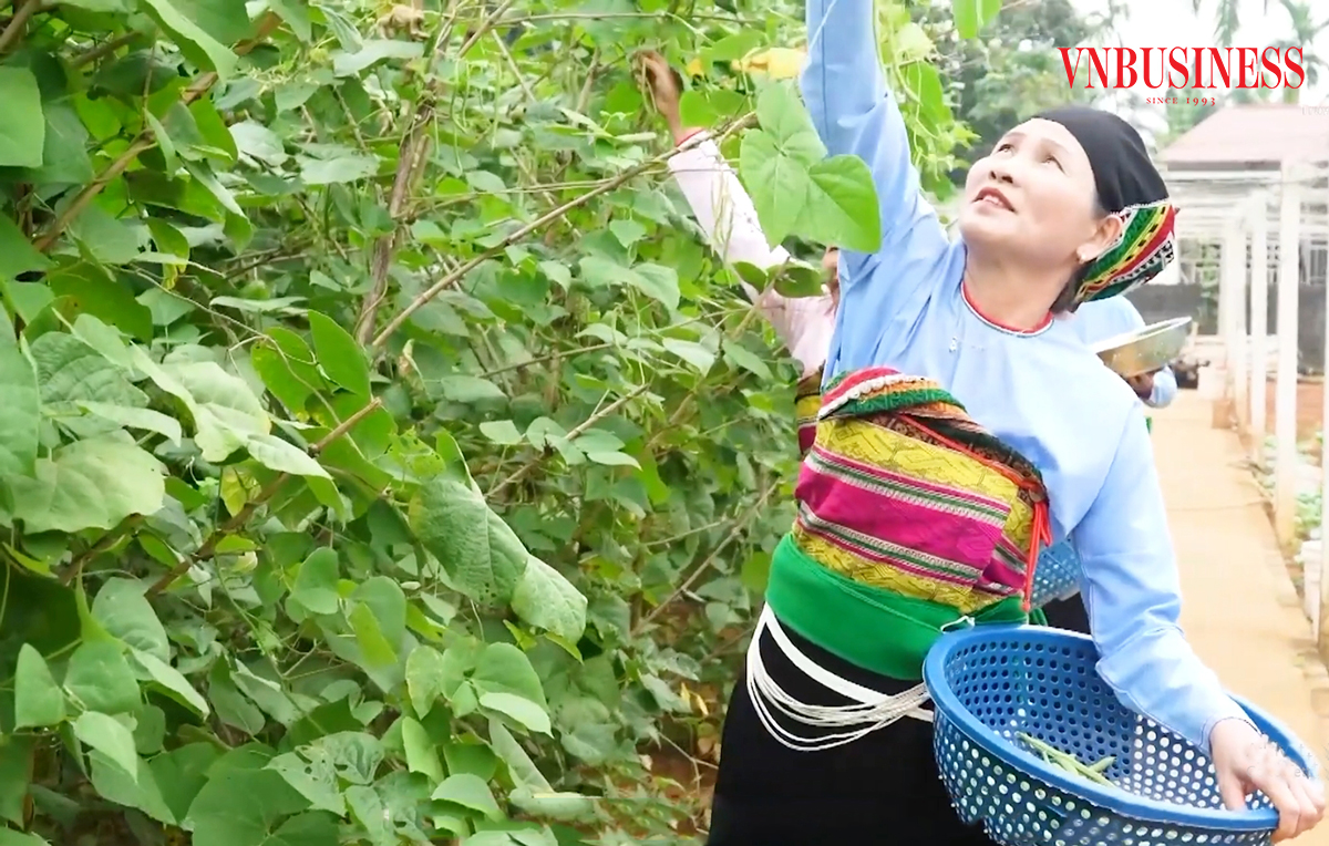 Liên kết sản xuất giúp các HTX, nông dân Thanh Hóa nâng cao hiệu quả kinh tế.