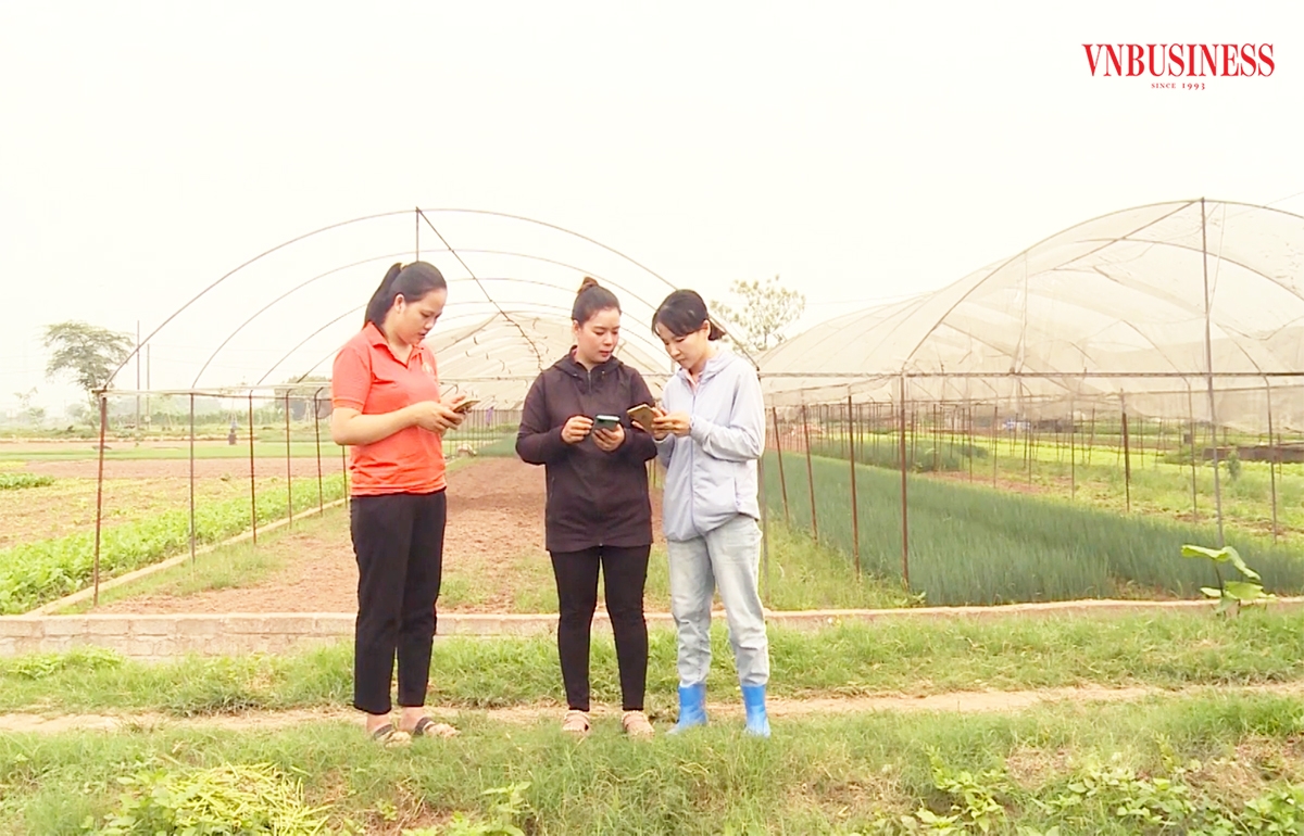 Ứng dụng chuyển đổi số vào sản xuất giúp HTX nâng cao hiệu quả kinh tế.