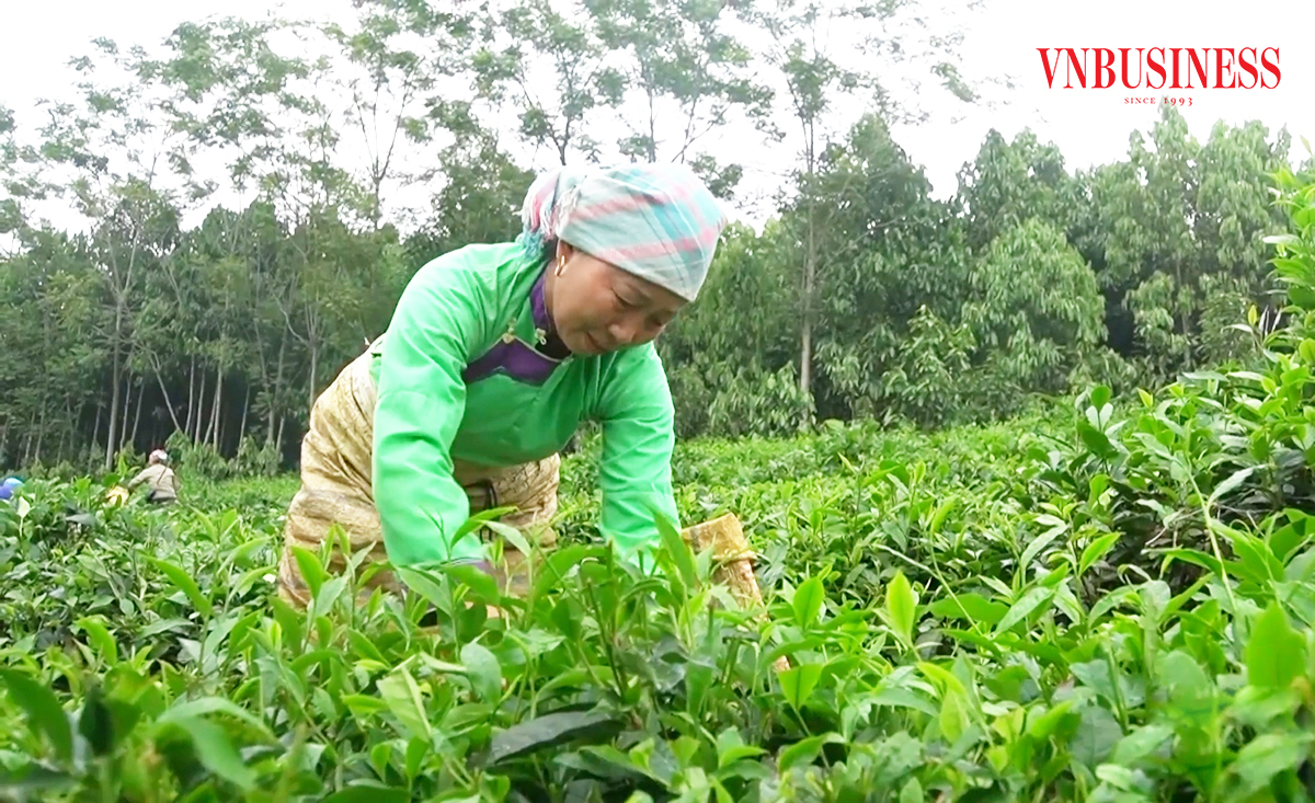 Vào HTX giúp nông dân nâng cao nội lực sản xuất, mở rộng thị trường.