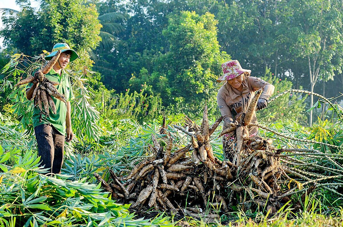 Chuyển đổi sang chế biến sắn là thách thức với không ít HTX.