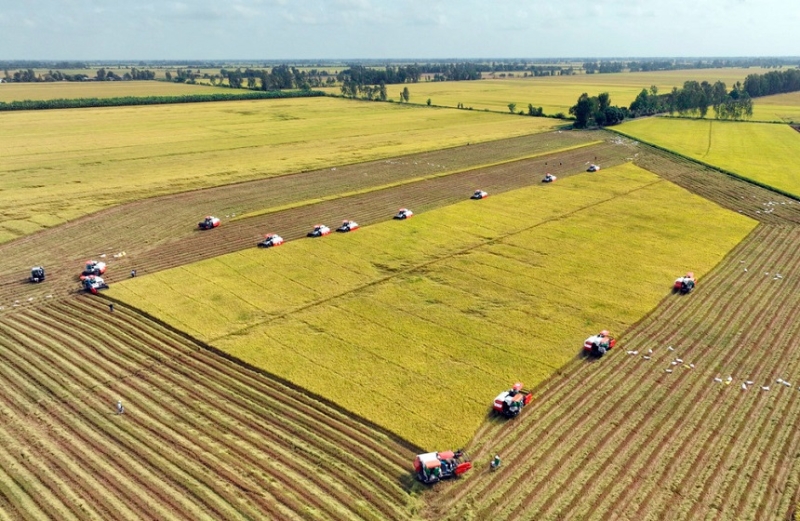 Từ cánh đồng manh mún đến chuỗi giá trị tỷ đô, lúa gạo Việt cần một cú hích chính sách