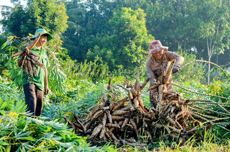 Bỏ ngỏ ‘miếng bánh’ thị trường Trung Đông, HTX ngành sắn đứng trước bài toán chuyển đổi cấp tốc