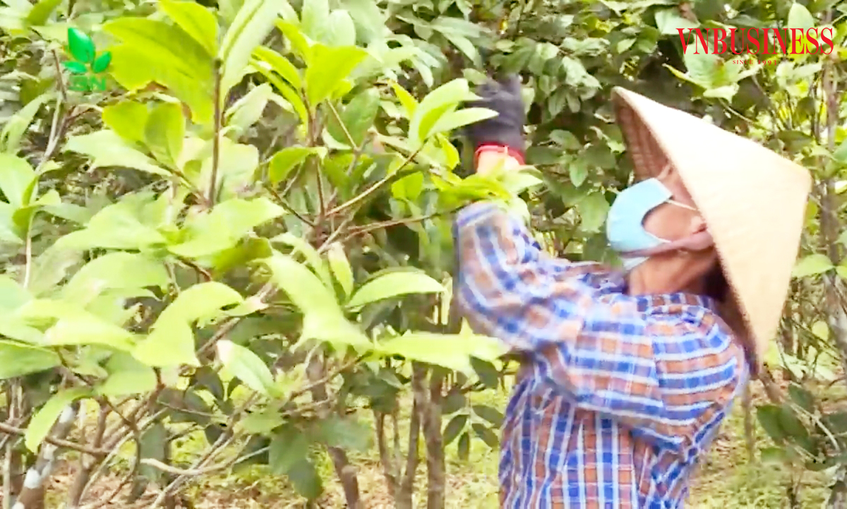 Trà hoa vàng đang trở thành cây làm giàu ở nhiều khu vực nông thôn tỉnh Lạng Sơn.