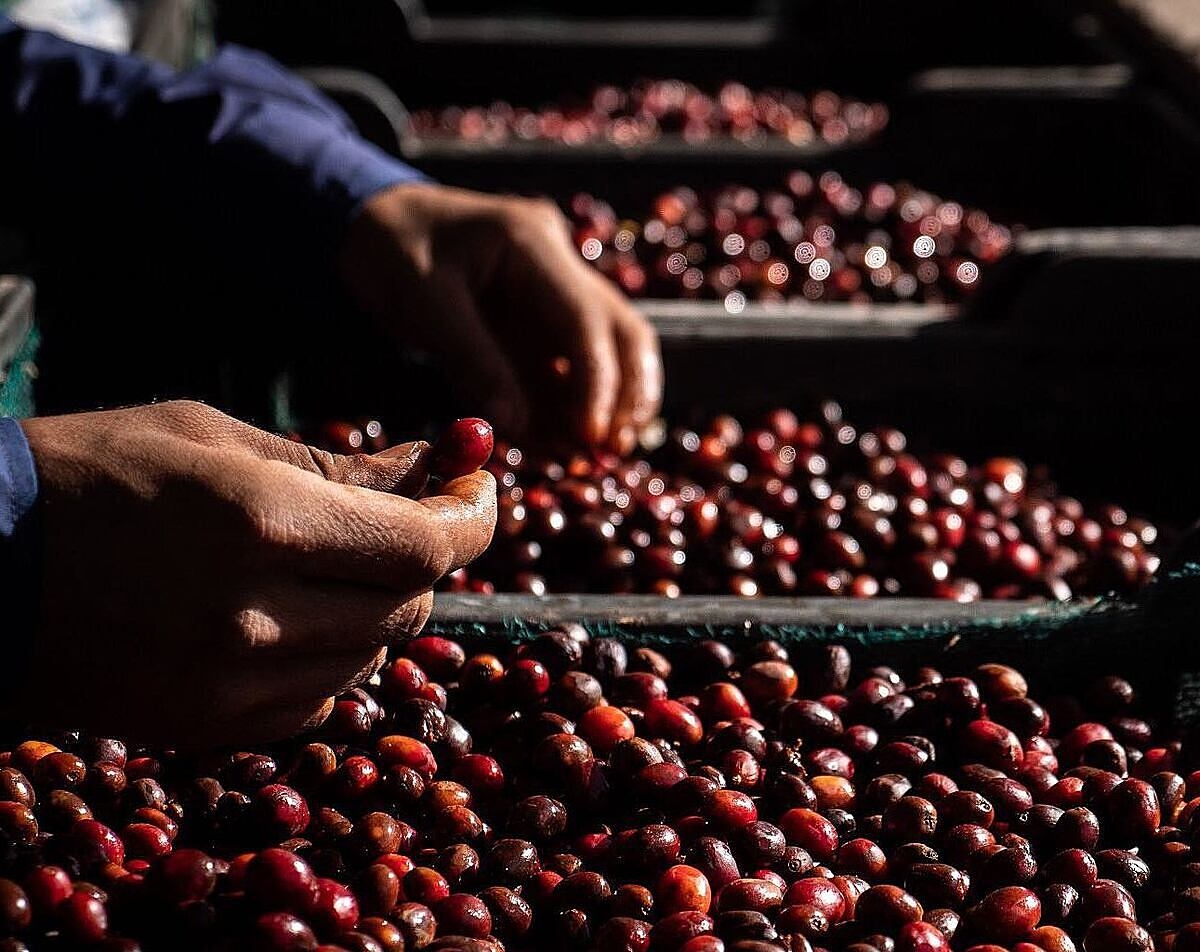 Giá cà phê giảm mạnh trong phiên giao dịch hôm nay.