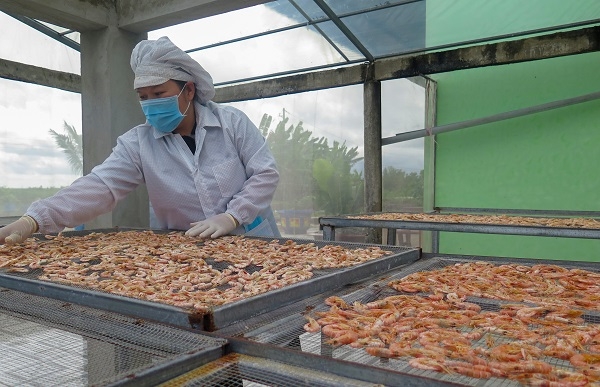 Sấy thủy sản bằng năng lượng mặt trời phát huy hiệu quả kinh tế, môi trường.