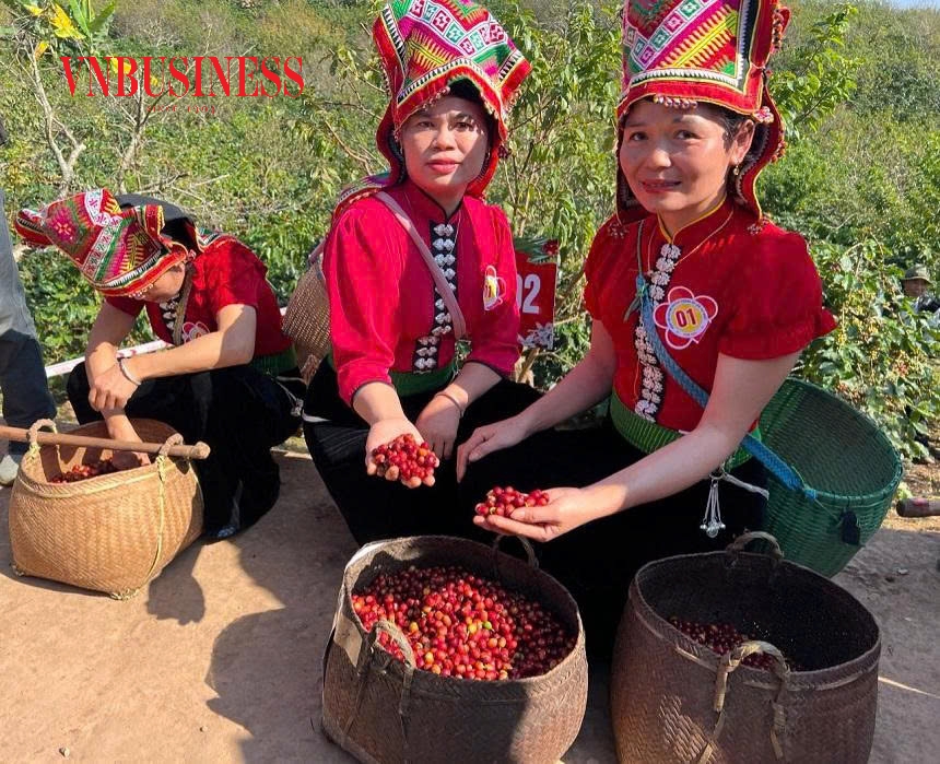 Được mùa được giá, cà phê được coi là loại cây “xóa đói giảm nghèo” đem lại cuộc sống ấm no cho người dân các bản làng Sơn La.