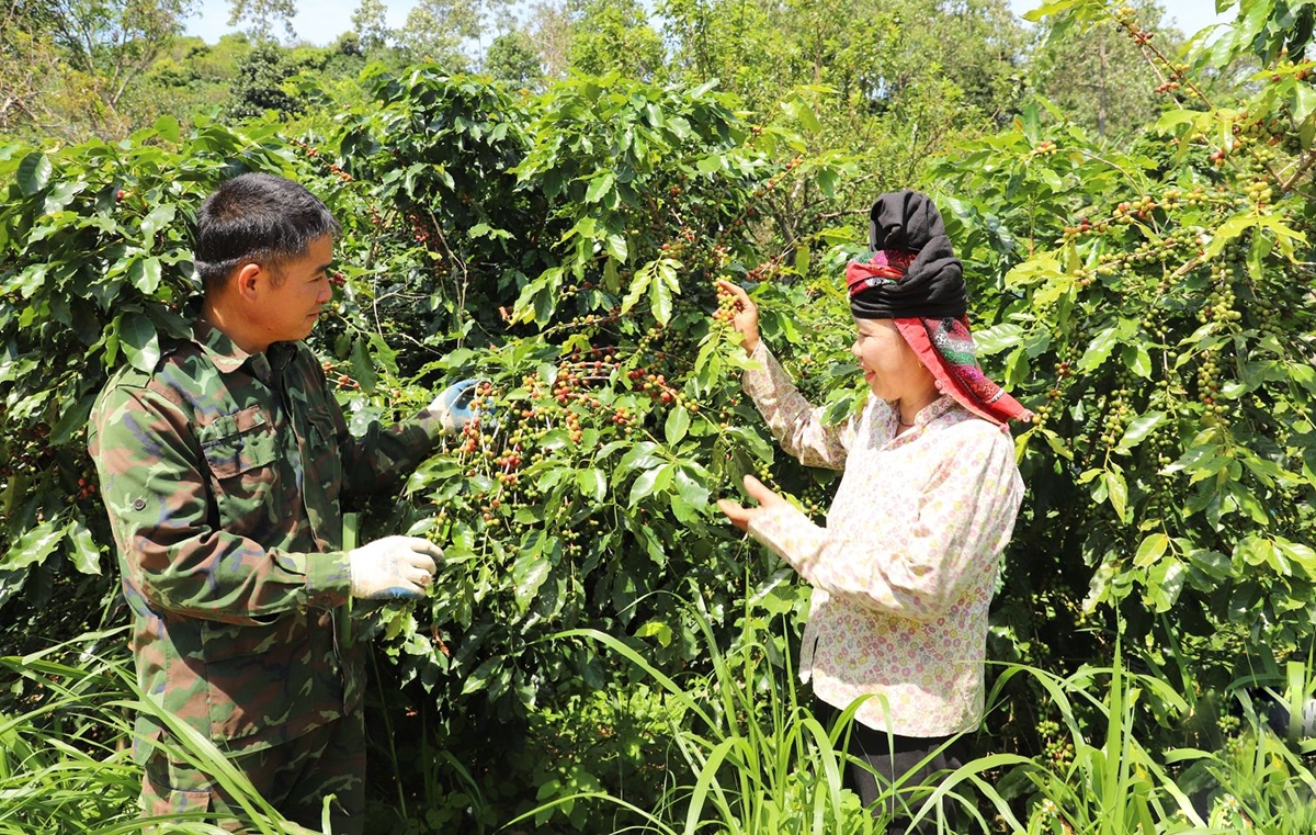 Nông nghiệp Mai Sơn chuyển biến theo hướng nâng cao giá trị gia tăng.