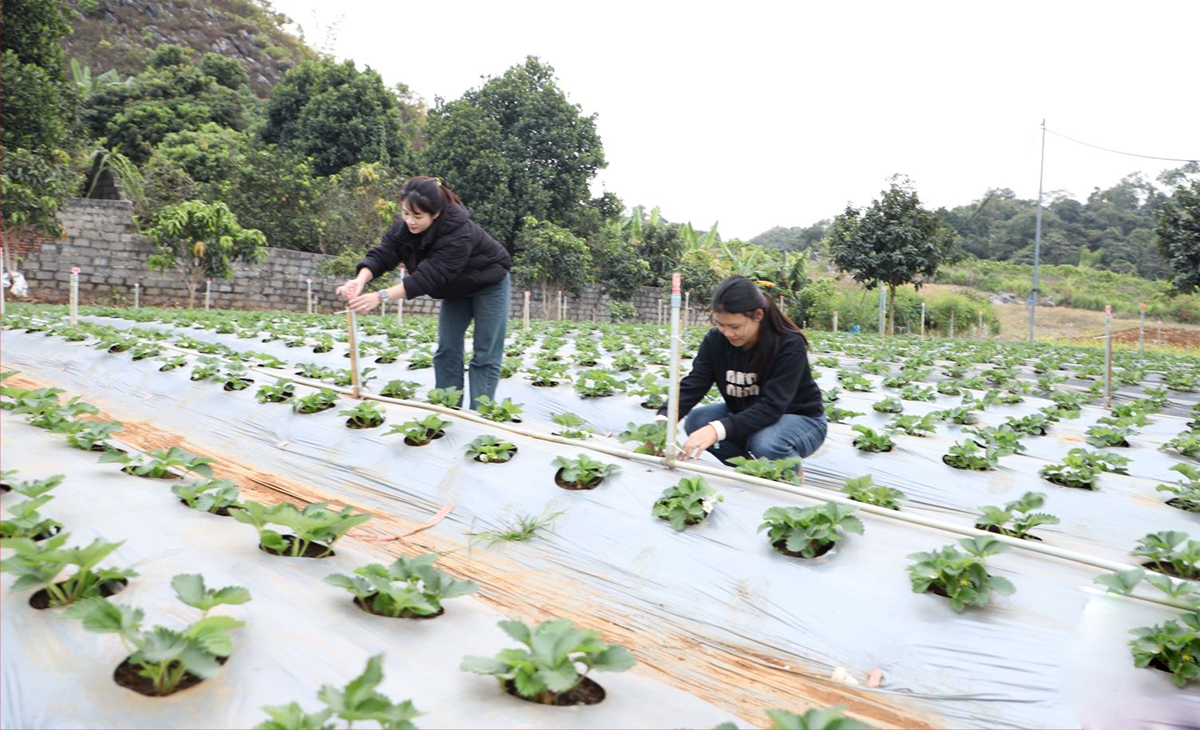 Mai Sơn trên hành trình nông thôn mới: HTX làm nòng cốt, OCOP làm động lực