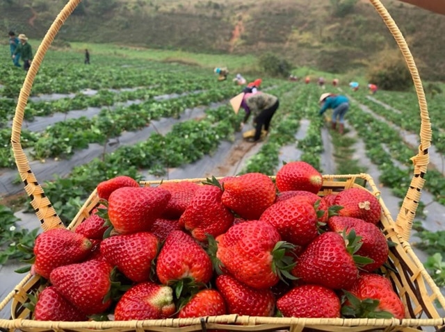 Các HTX đã góp phần cải thiện thu nhập, tạo sinh kế bền vững và đổi thay diện mạo nông thôn.