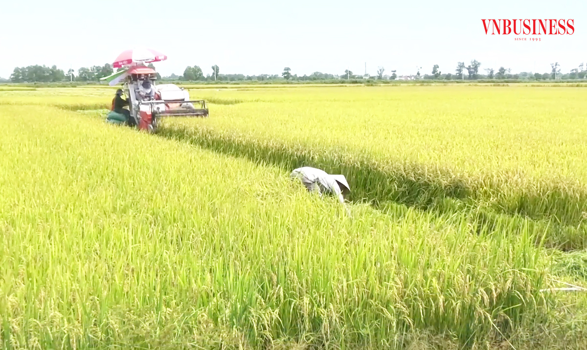 Sản xuất hiệu quả là chìa khóa xây dựng nông thôn mới ở Quảng Trị.