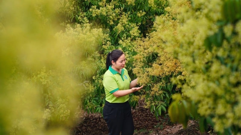 HTX Lục Ngạn Xanh tiên phong ứng dụng các công nghệ trong sản xuất, chế biến.