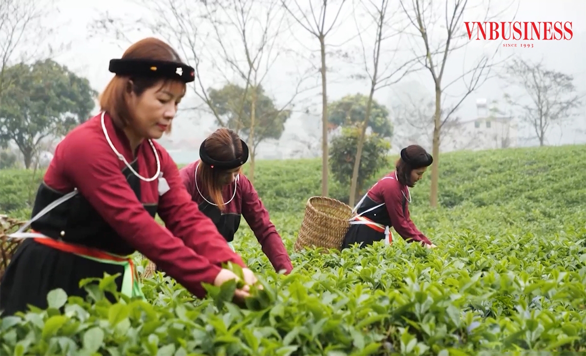 Liên kết sản xuất giúp các HTX, nông dân ở Tuyên Quang nâng cao hiệu quả.