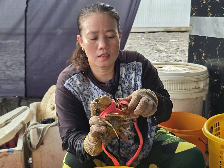 Cua Cà Mau là mặt hàng thủy sản có tiềm năng xuất khẩu lớn với sản lượng bình quân đạt 40.000 tấn/năm, chiếm khoảng 53% cả nước.