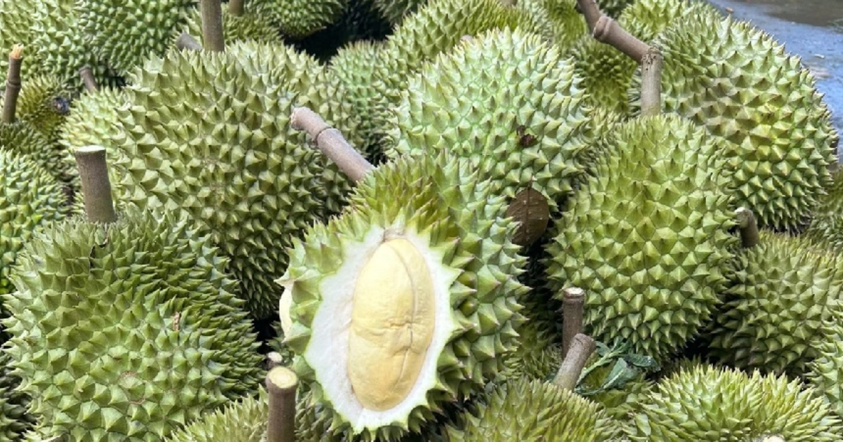Sầu riêng nghịch vụ hút hàng, thương lái thu mua tại vườn giá tăng cao ...