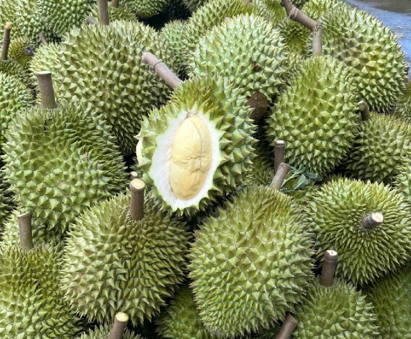 Sầu riêng nghịch vụ hút hàng, thương lái thu mua tại vườn giá tăng cao