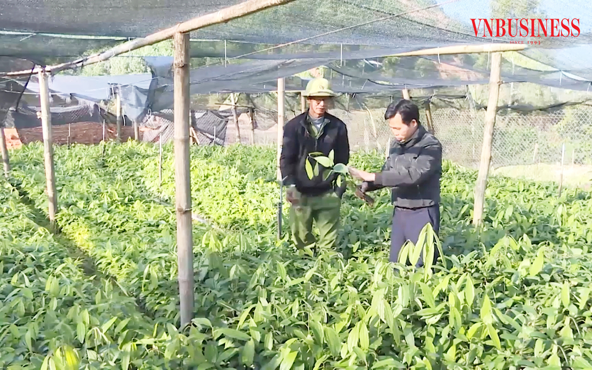 Các HTX đang khẳng định dấu ấn trong xây dựng nông thôn mới ở Quảng Ninh.