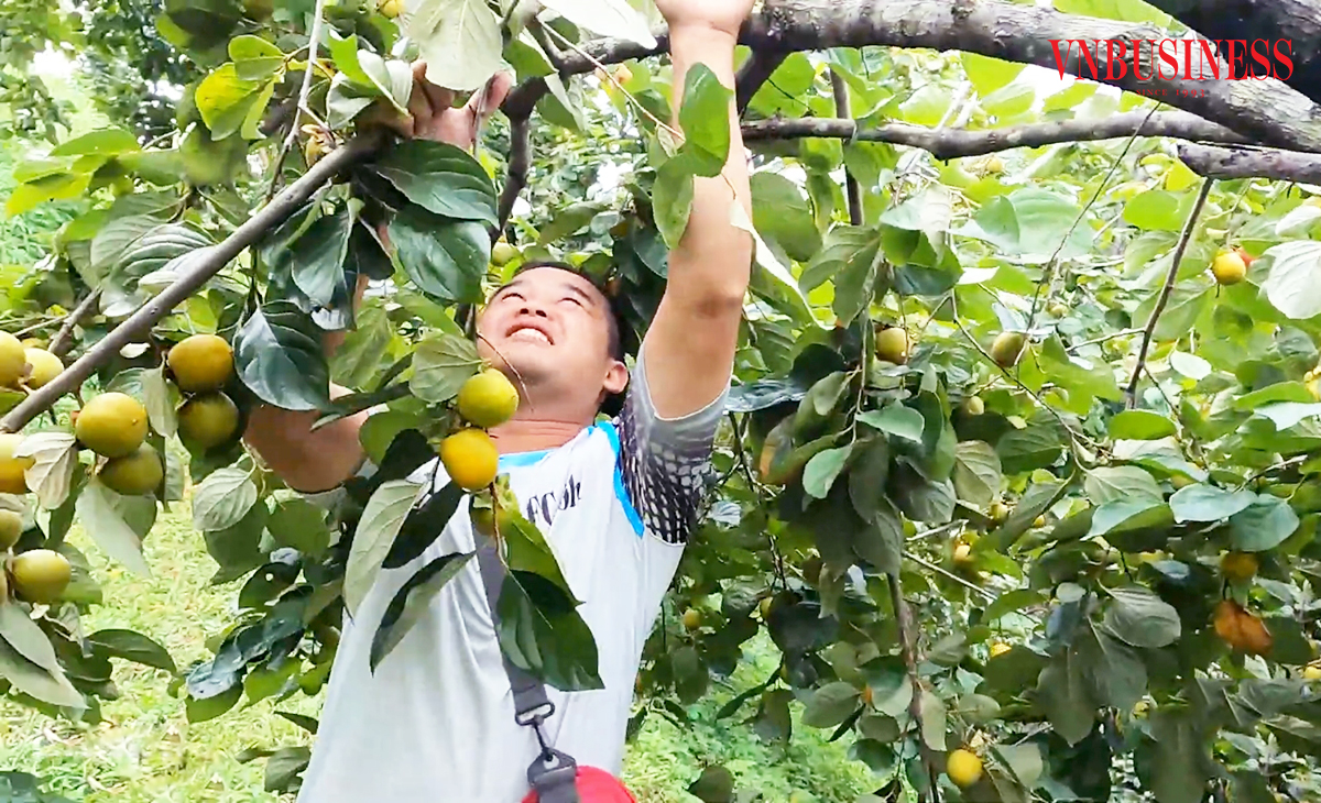 Nông sản thế mạnh đang hình thành trong xây dựng nông thôn mới ở Lạng Sơn.