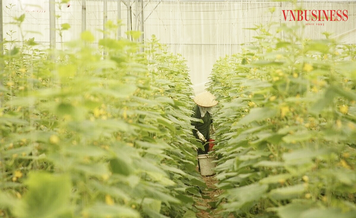 Ứng dụng khoa học công nghệ giúp các HTX ở Bắc Ninh nâng cao hiệu quả.