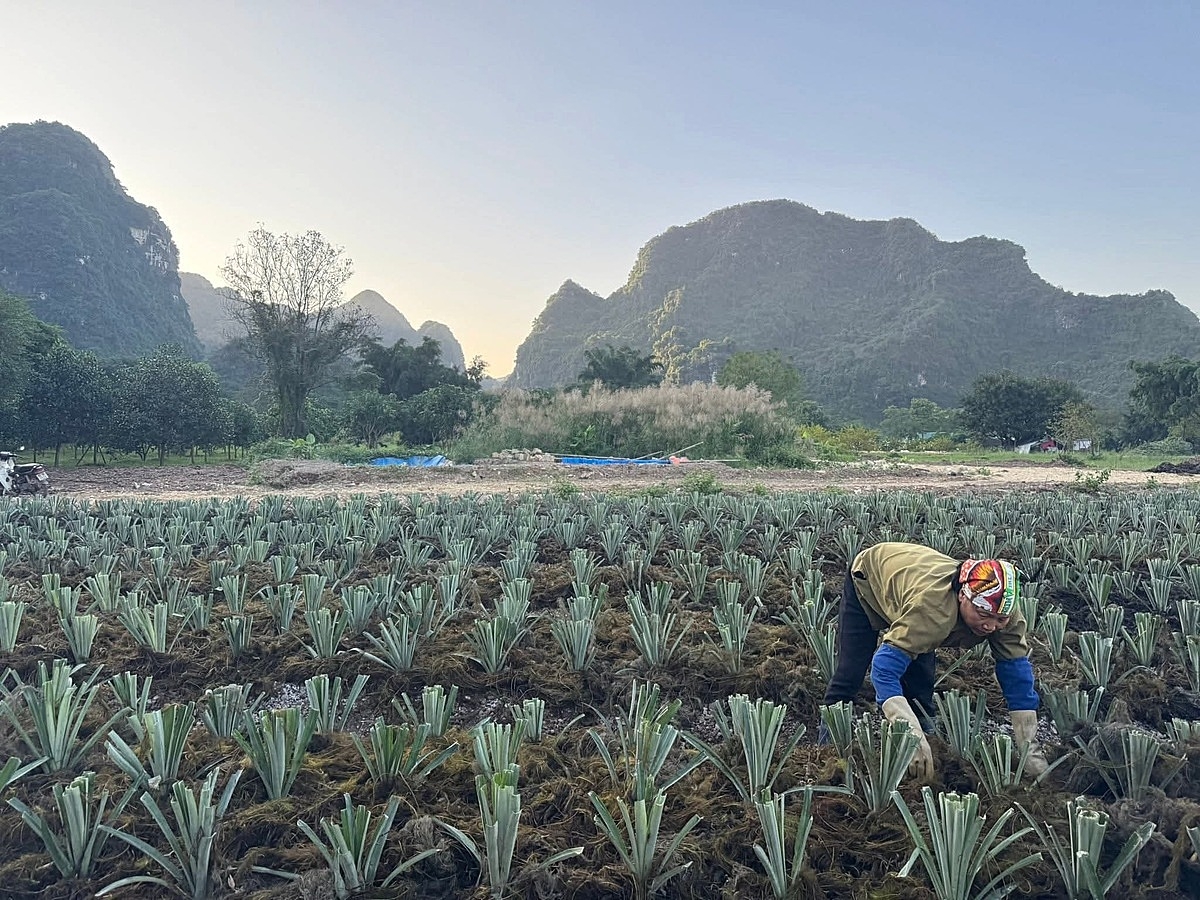 HTX Nông trại Vui vẻ &lpar;phường Hưng Đạo, Hải Phòng&rpar; do chị Trần Thị Quỳnh Vân làm lãnh đạo đang mở rộng sản xuất nông nghiệp kết hợp với dịch vụ trải nghiệm sang các tỉnh thành khác như Ninh Bình với mô hình trồng dứa hữu cơ.