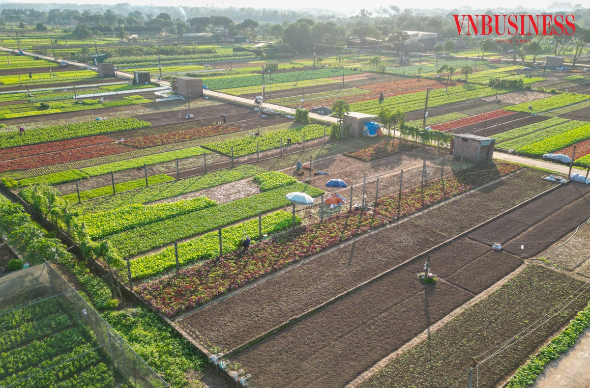 Giá rau trên thị trường đang tăng mạnh, nhiều loại cao gấp đôi, gấp ba so với những tháng trước, khiến bà con thành viên HTX Nông nghiệp Tiền Lệ &lpar;Thôn Tiền Lệ, xã Sơn Đồng, Tp.Hà Nội&rpar; phấn khởi bước vào vụ thu hoạch. Không khí lao động trở nên khẩn trương hơn khi nông dân tranh thủ tái sản xuất để kịp cung ứng cho thị trường dịp Tết, thời điểm nhu cầu rau xanh tại Hà Nội tăng cao. Chỉ hơn một tháng sau cơn bão số 11, những cánh đồng rau tại HTX Nông nghiệp Tiền Lệ đã phủ xanh trở lại nhờ bà con chủ động gieo trồng các loại rau ngắn ngày.